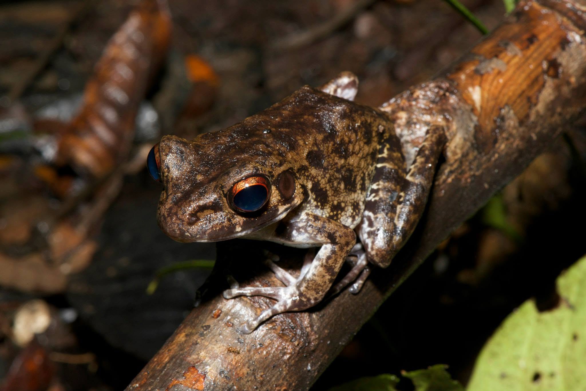 Rough-sided Frog — Borneo wildlife, book, free download, jungle tour, frog, herp tour