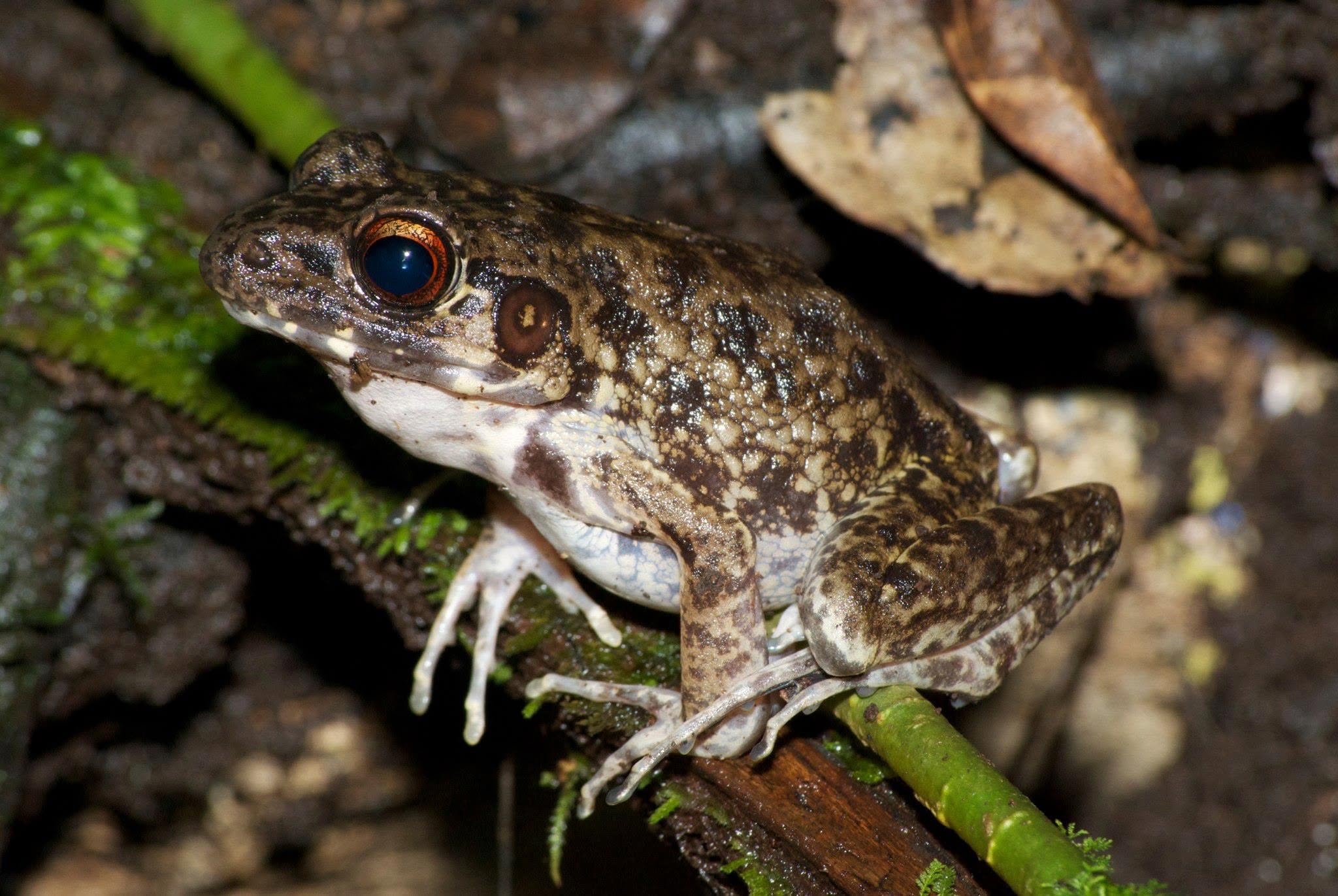 Rough-sided Frog — Borneo wildlife, book, free download, jungle tour, frog, herp tour