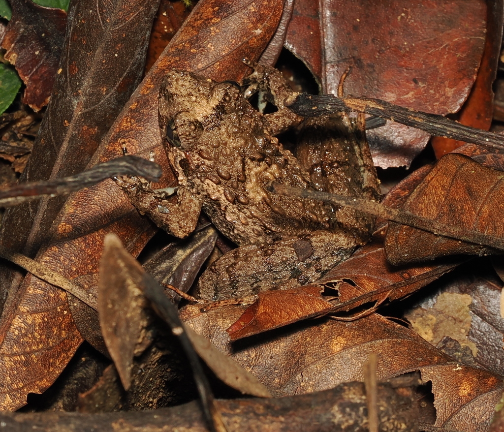Rugged Guardian Frog — Borneo wildlife, book, free download, jungle tour, frog, herp tour