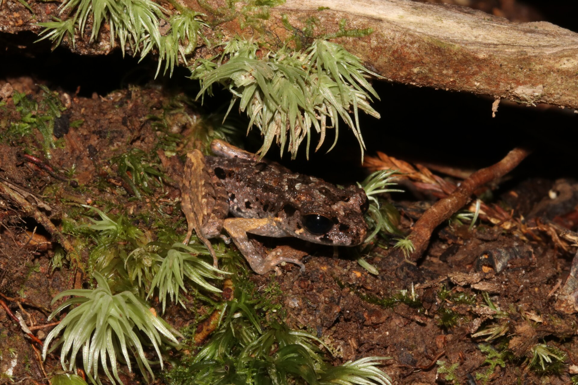 Sabah Mountain Slender Litter Frog — Borneo wildlife, book, free download, jungle tour, frog, herp tour