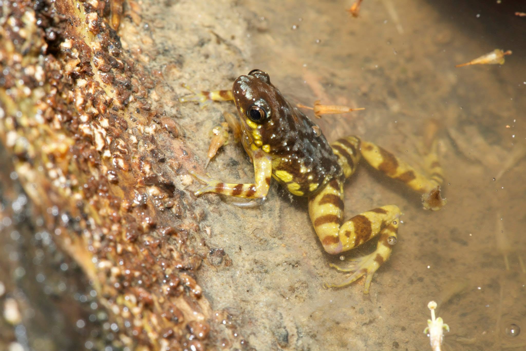 Saffron-bellied Frog — Borneo wildlife, book, free download, jungle tour, frog, herp tour
