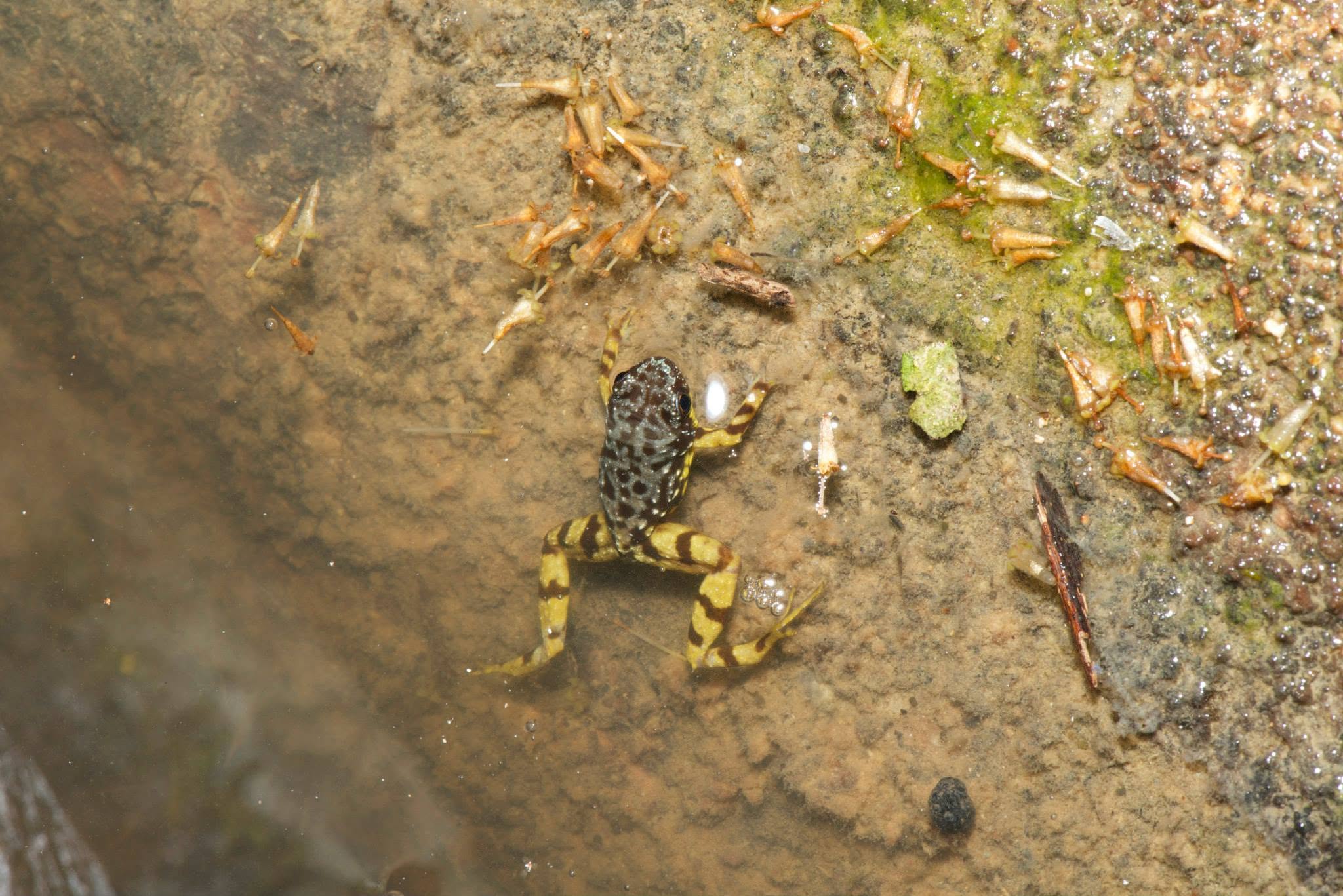 Saffron-bellied Frog — Borneo wildlife, book, free download, jungle tour, frog, herp tour