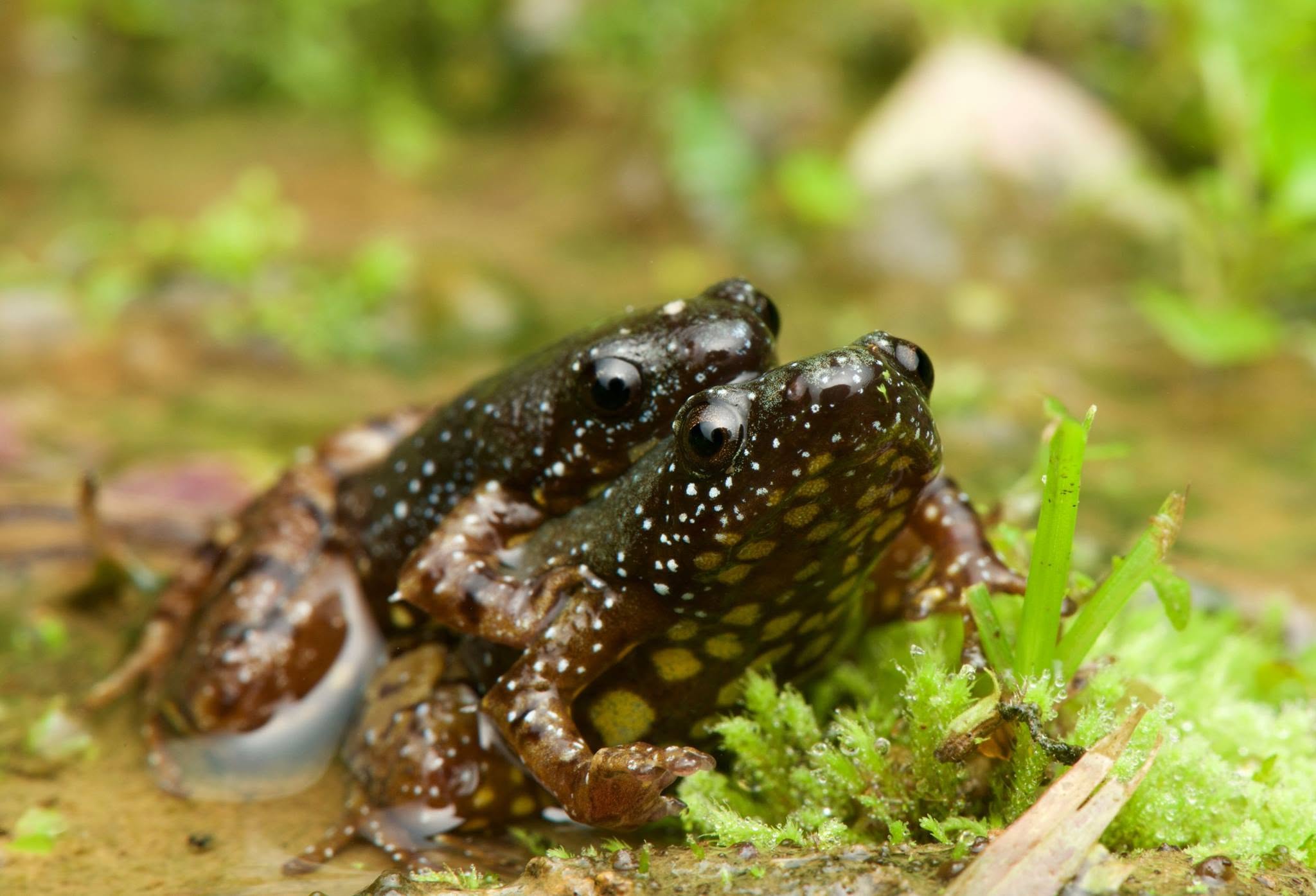 Saffron-bellied Frog — Borneo wildlife, book, free download, jungle tour, frog, herp tour