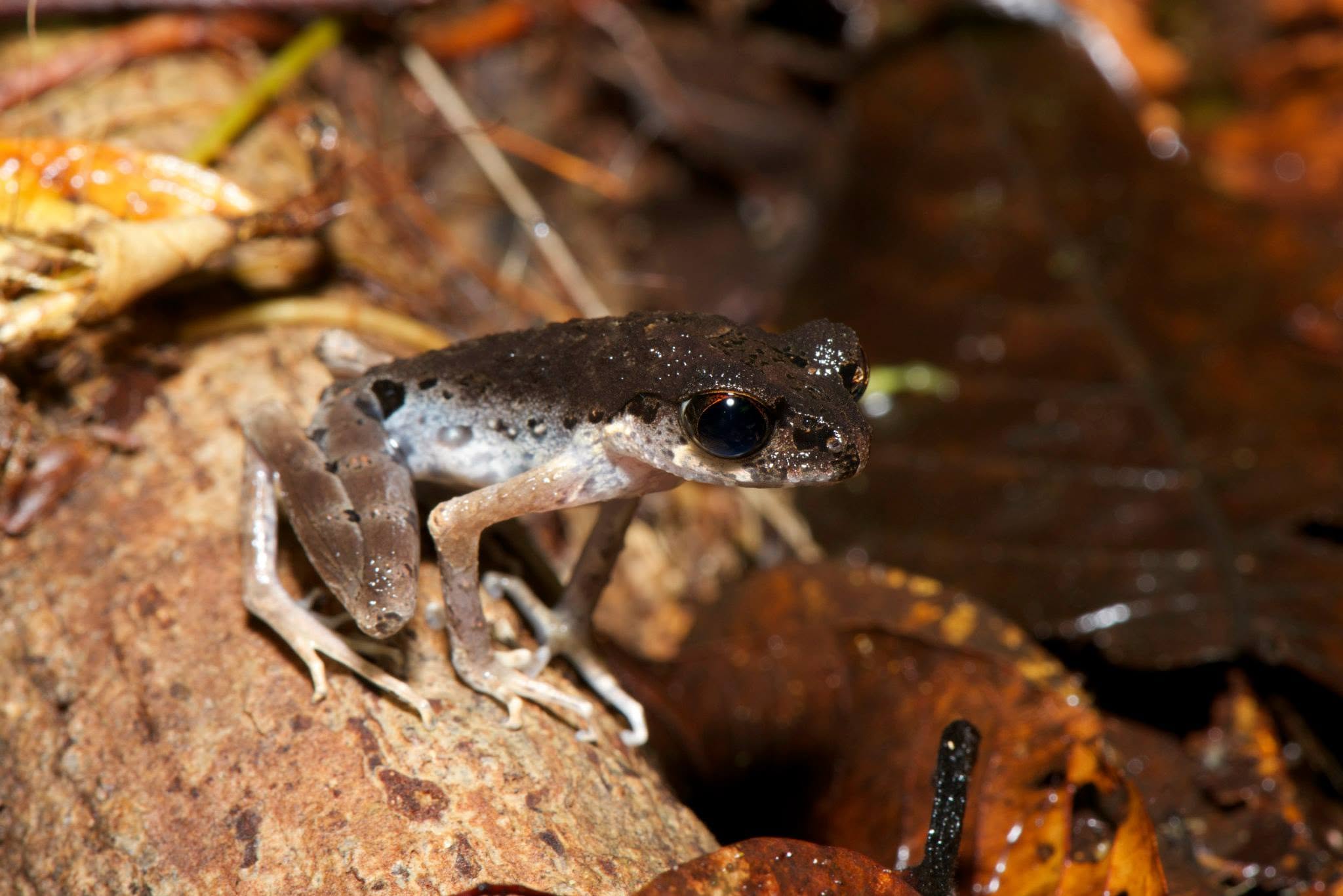Sarawak Slender Litter Frog — Borneo wildlife, book, free download, jungle tour, frog, herp tour
