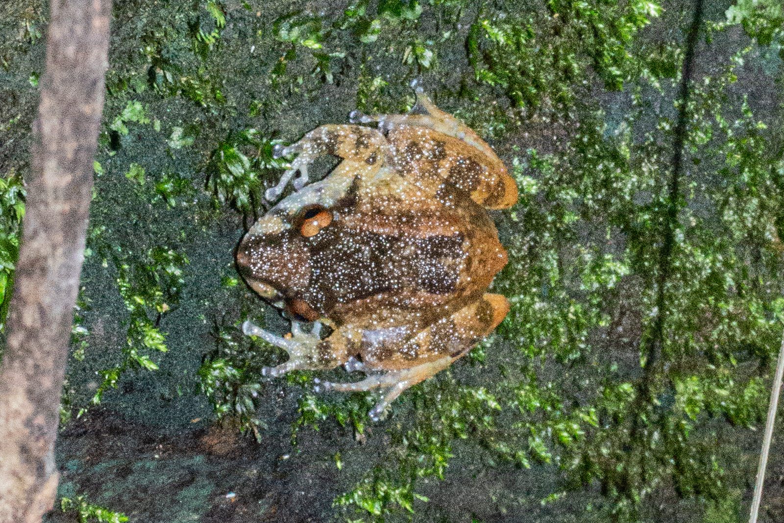 Sariba Dwarf Frog — Borneo wildlife, book, free download, jungle tour, frog, herp tour