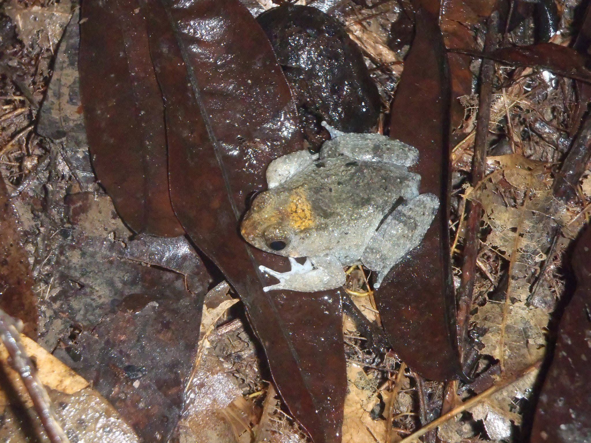 Seep Frog — Borneo wildlife, book, free download, jungle tour, frog, herp tour