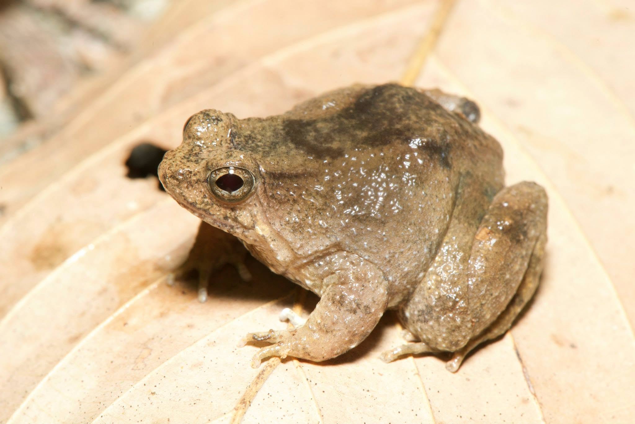 Seep Frog — Borneo wildlife, book, free download, jungle tour, frog, herp tour