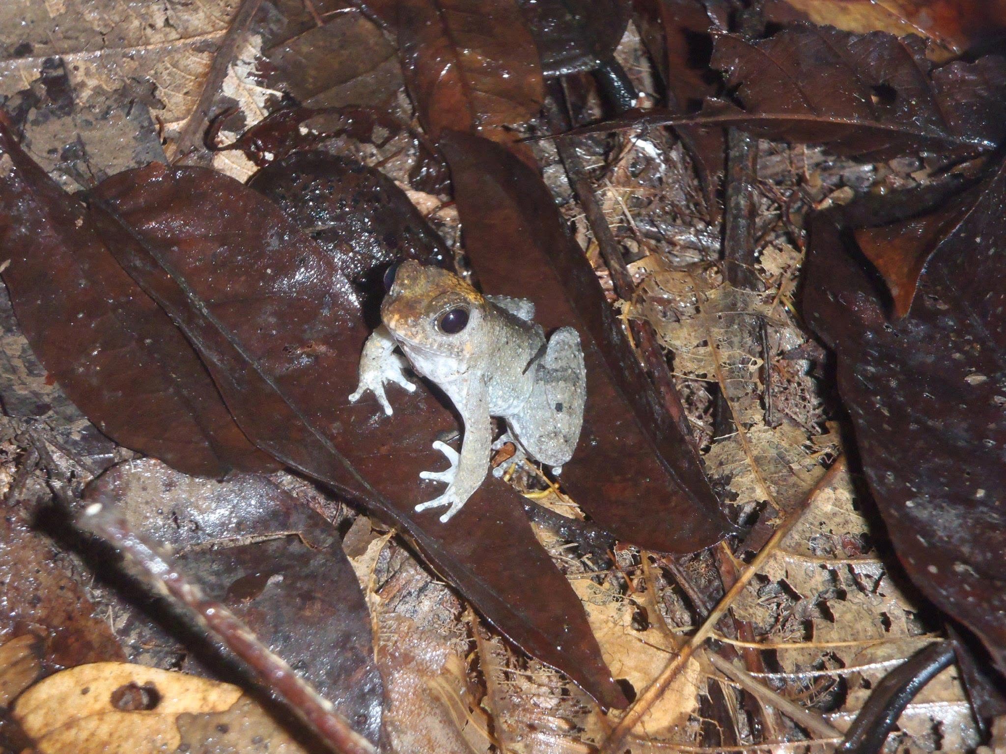 Seep Frog — Borneo wildlife, book, free download, jungle tour, frog, herp tour