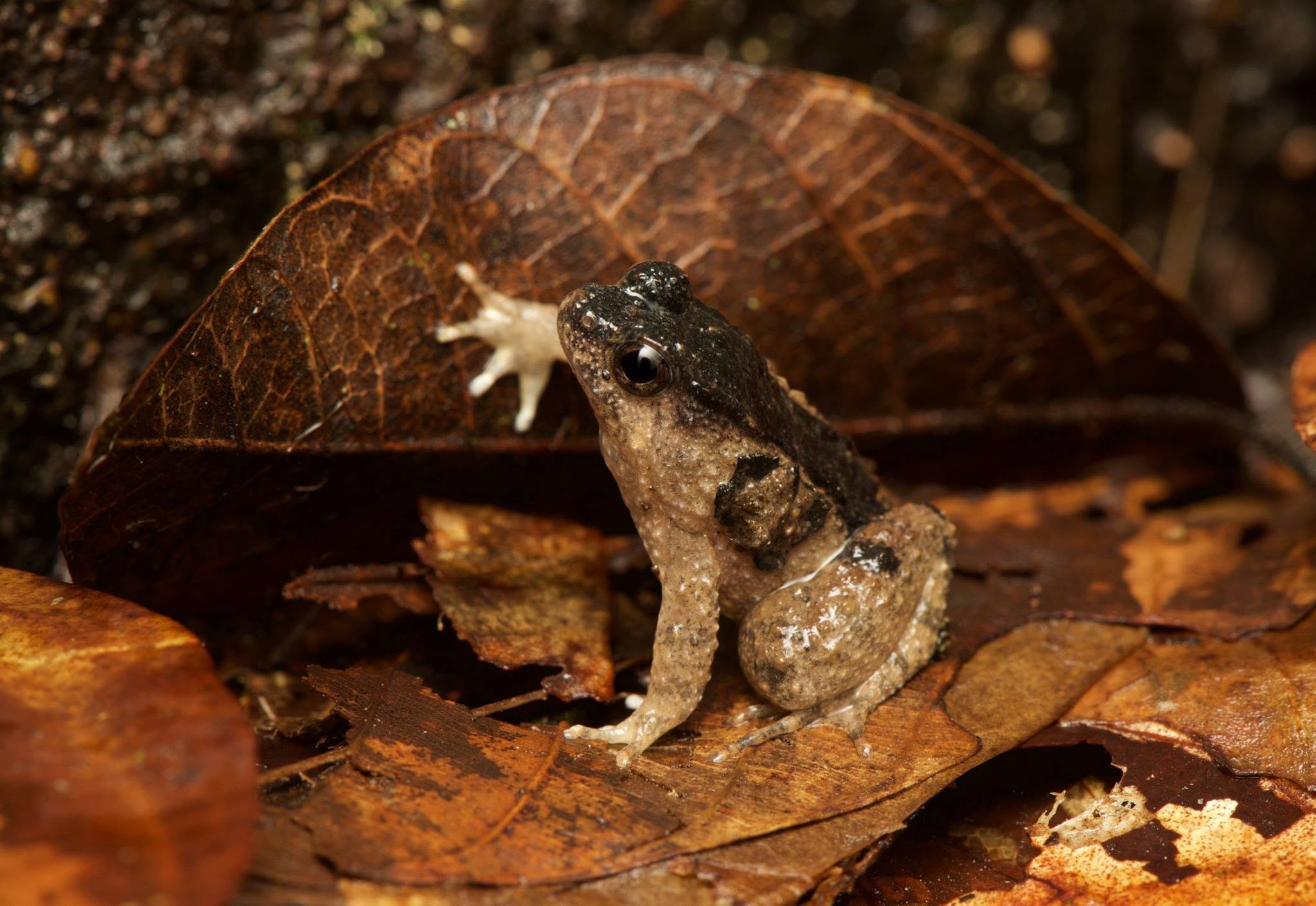 Seep Frog — Borneo wildlife, book, free download, jungle tour, frog, herp tour