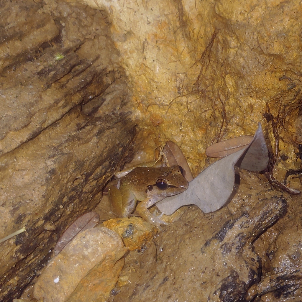 Smooth Guardian Frog — Borneo wildlife, book, free download, jungle tour, frog, herp tour