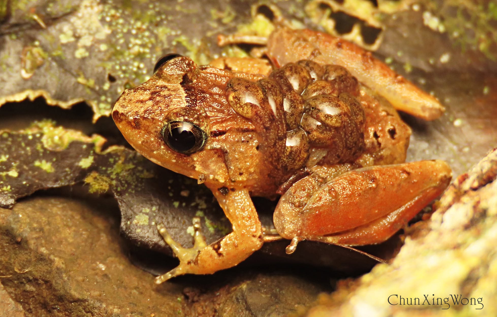 Smooth Guardian Frog — Borneo wildlife, book, free download, jungle tour, frog, herp tour