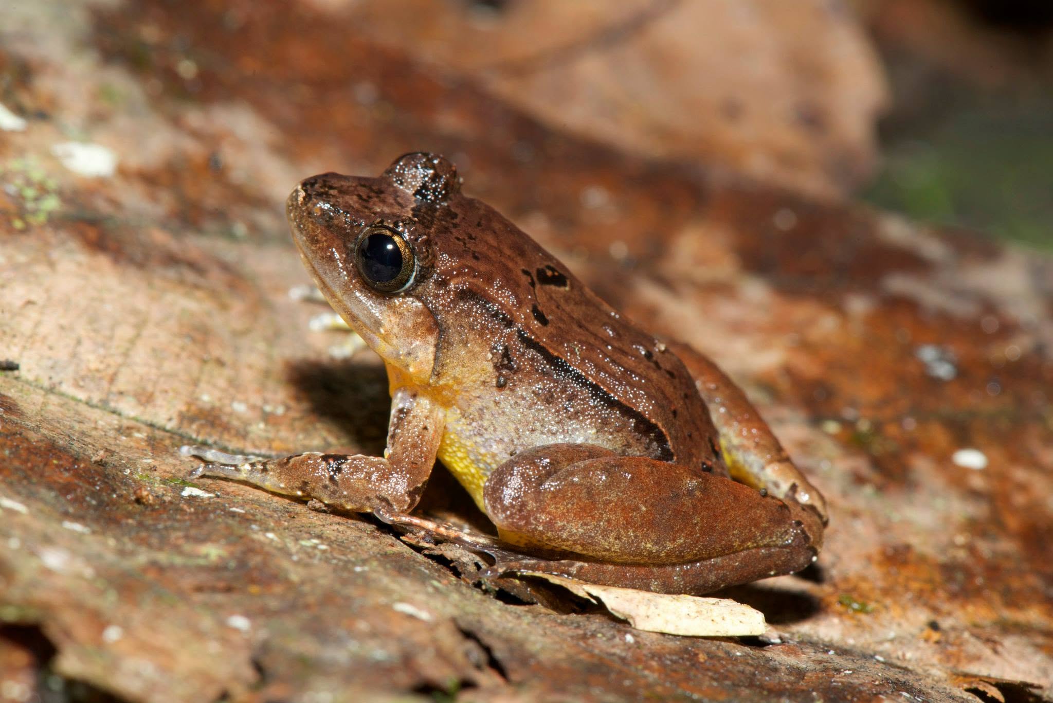 Smooth Guardian Frog — Borneo wildlife, book, free download, jungle tour, frog, herp tour