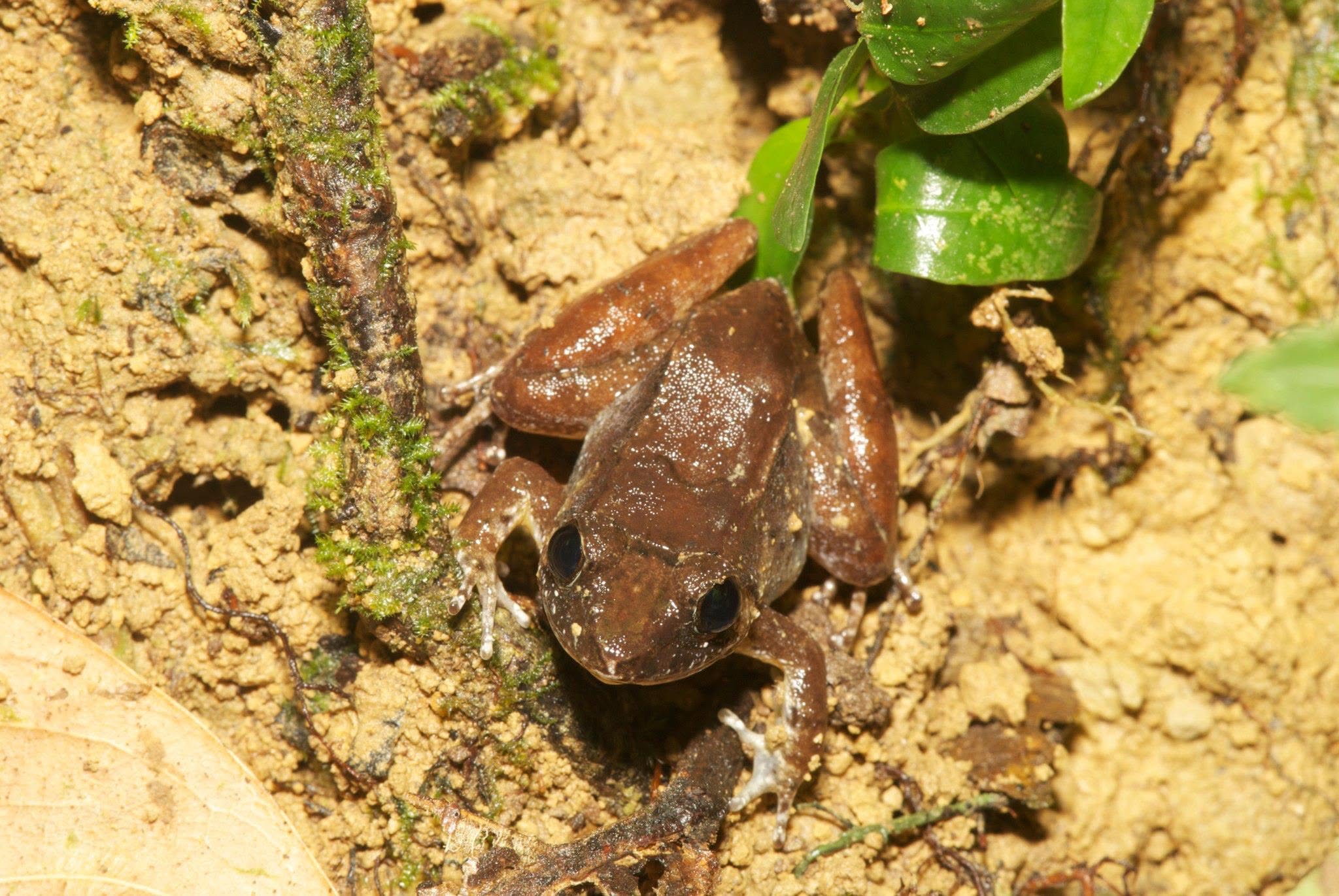 Smooth Guardian Frog — Borneo wildlife, book, free download, jungle tour, frog, herp tour
