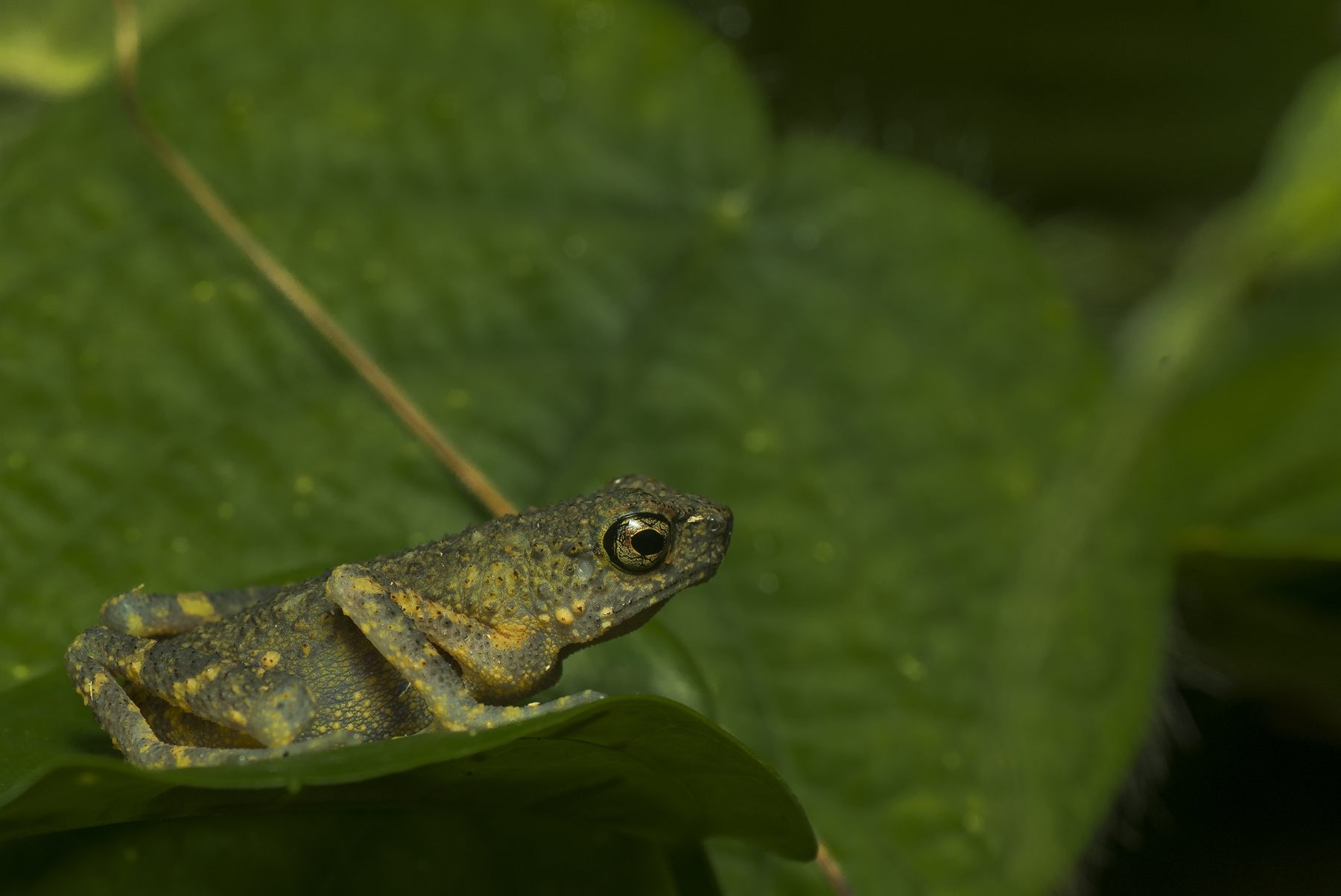 Spiny Slender Toad — Borneo wildlife, book, free download, jungle tour, frog, herp tour