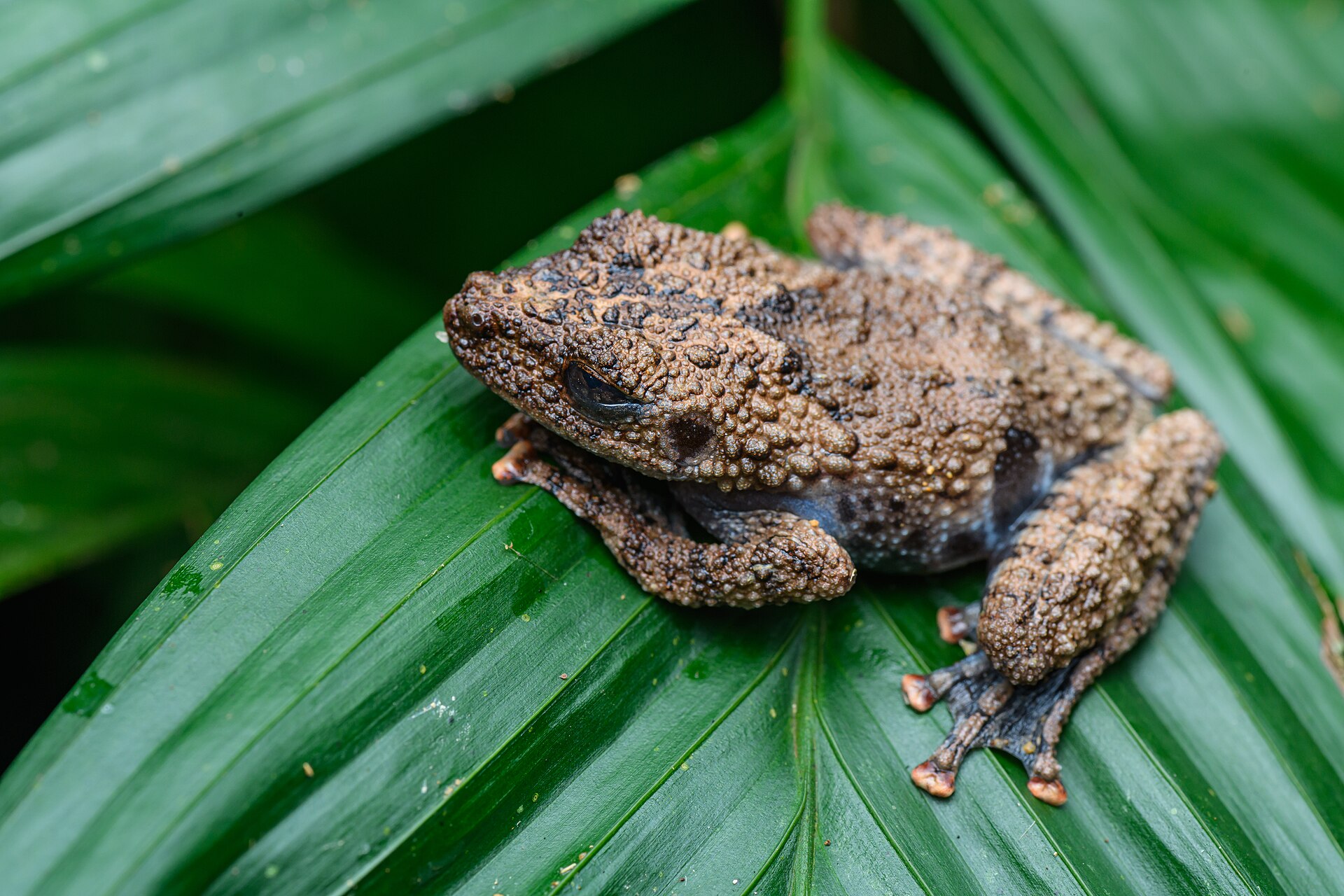Spiny Warty Tree Frog — Borneo wildlife, book, free download, jungle tour, frog, herp tour