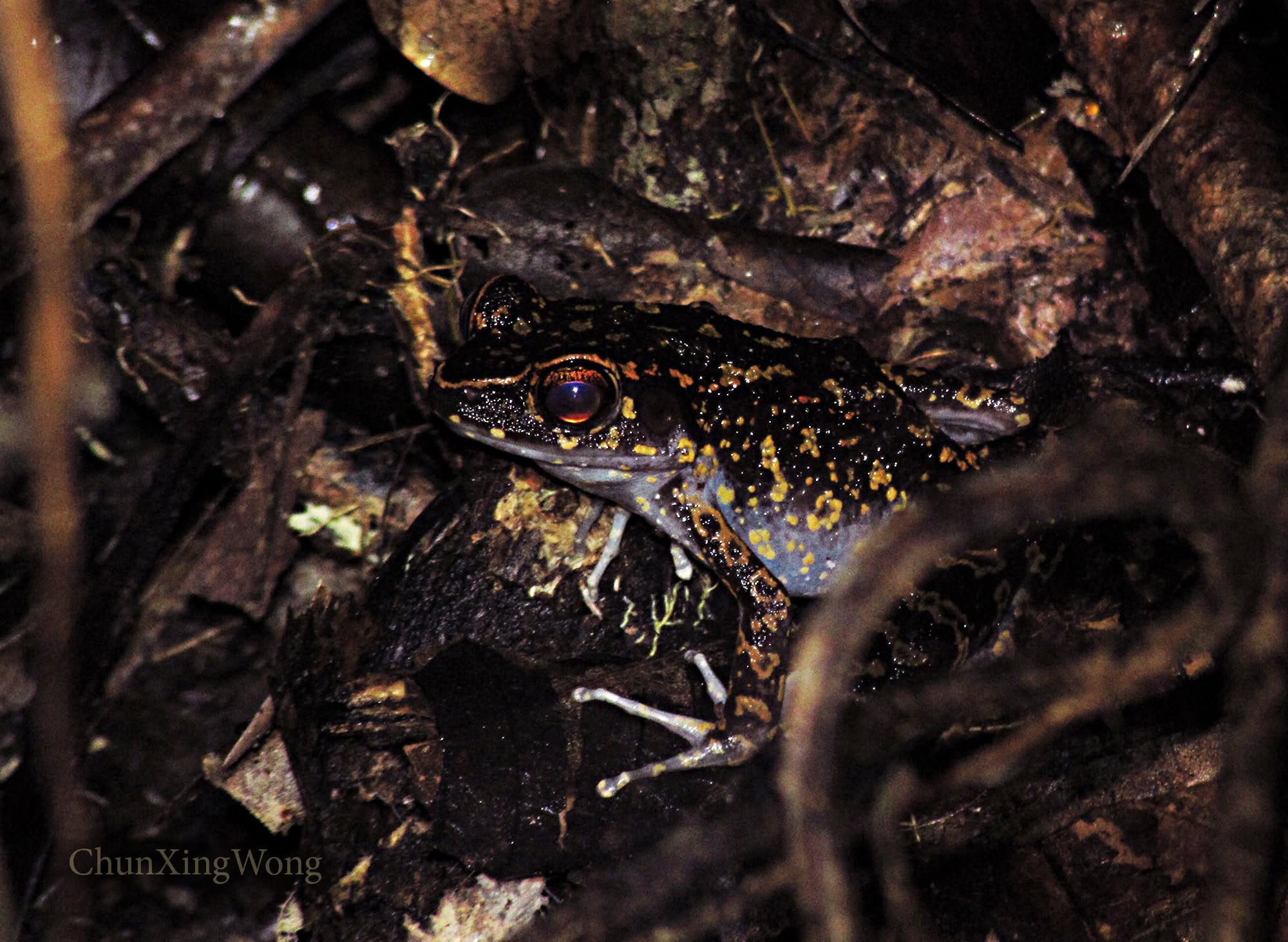 Spotted Stream Frog — Borneo wildlife, book, free download, jungle tour, frog, herp tour