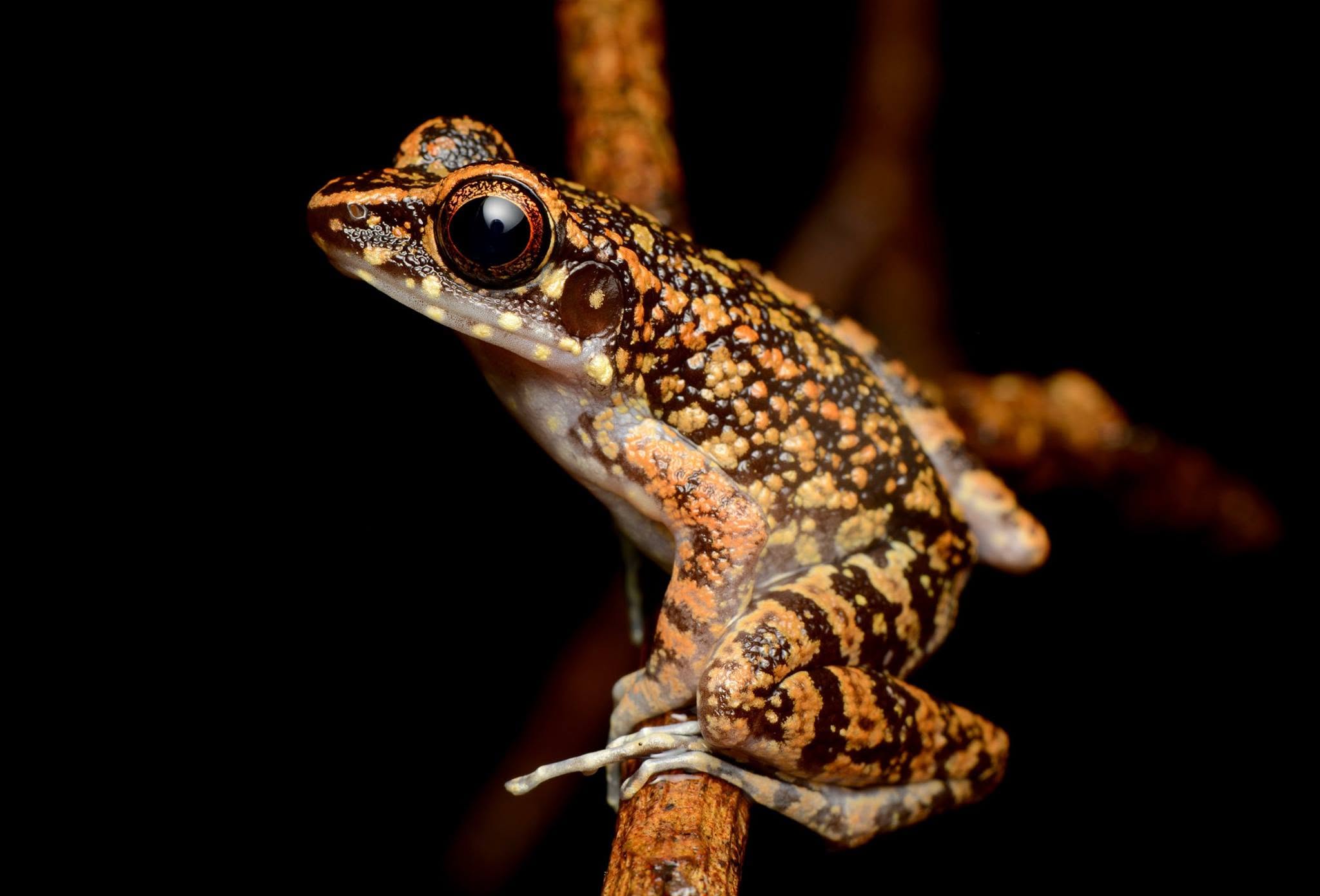 Spotted Stream Frog — Borneo wildlife, book, free download, jungle tour, frog, herp tour