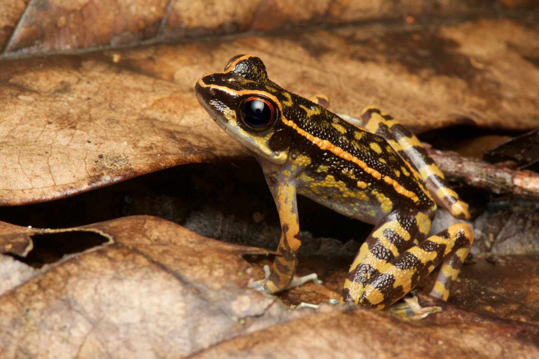 Spotted Stream Frog — Borneo wildlife, book, free download, jungle tour, frog, herp tour