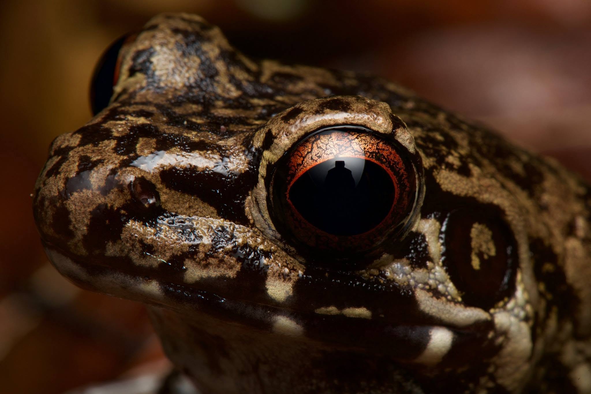Spotted Stream Frog — Borneo wildlife, book, free download, jungle tour, frog, herp tour
