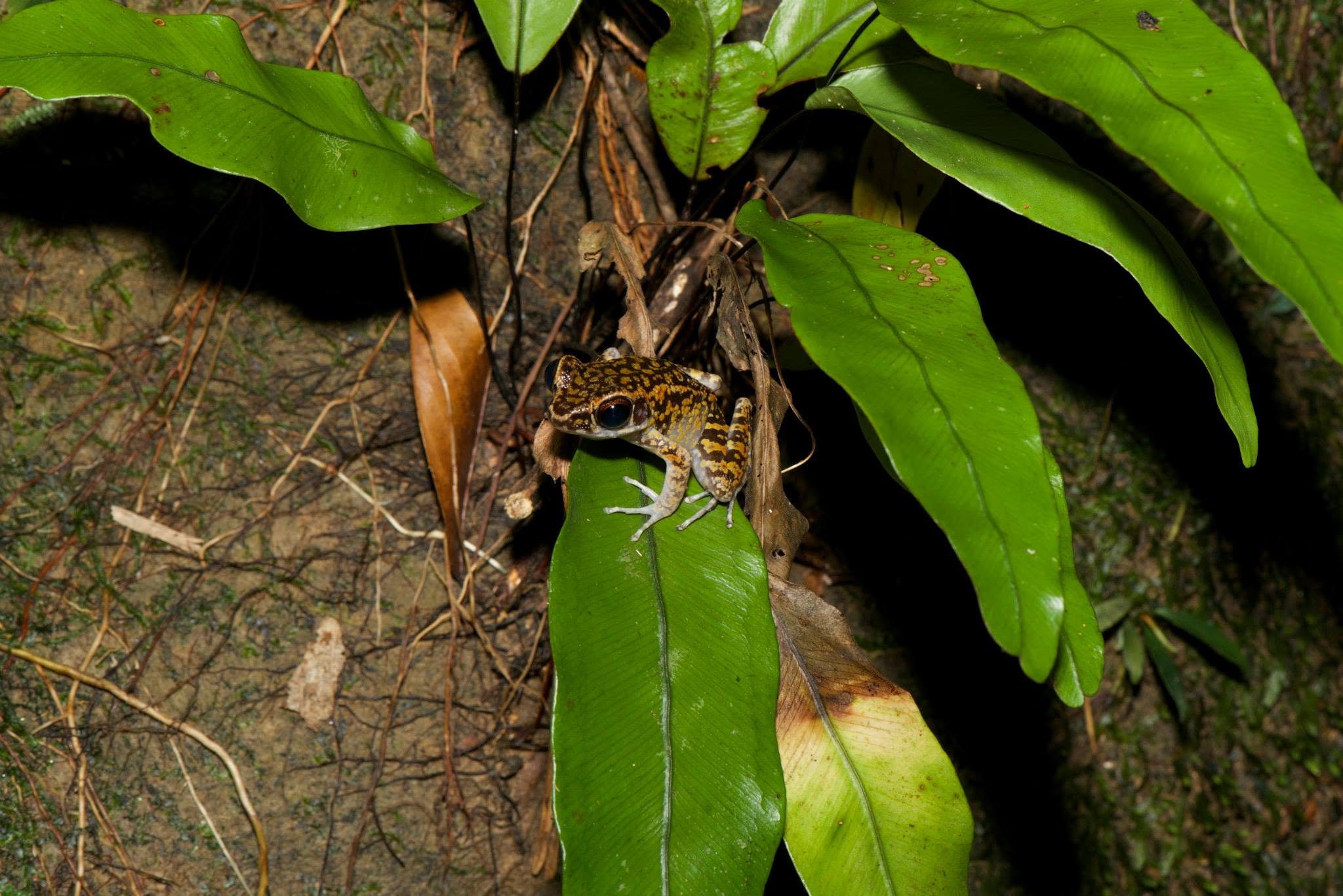 Spotted Stream Frog — Borneo wildlife, book, free download, jungle tour, frog, herp tour