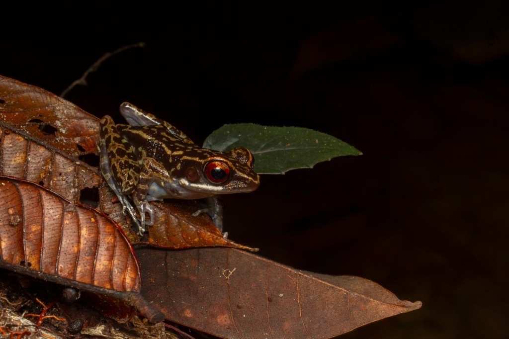 Striped Stream Frog — Borneo wildlife, book, free download, jungle tour, frog, herp tour