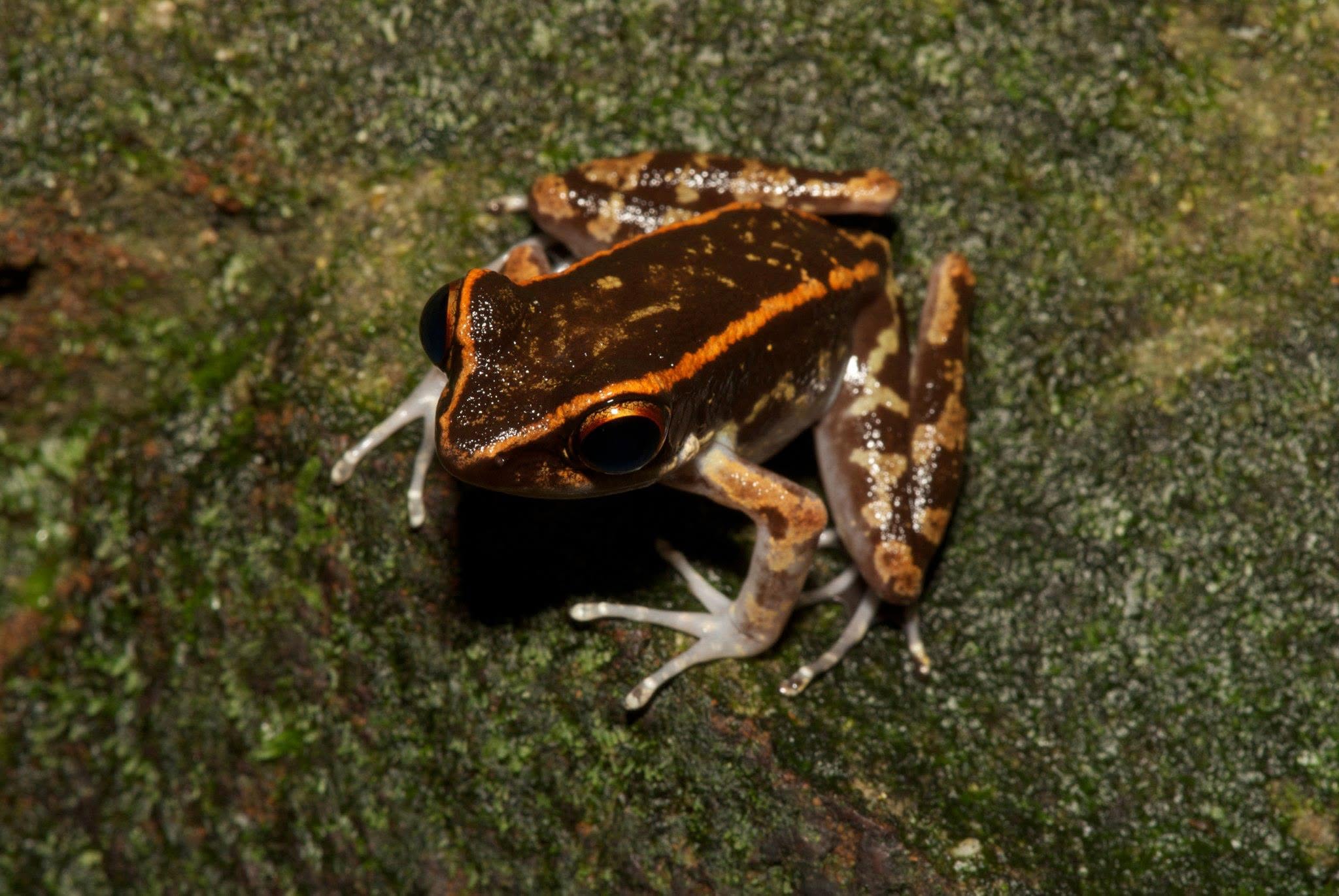 Striped Stream Frog — Borneo wildlife, book, free download, jungle tour, frog, herp tour