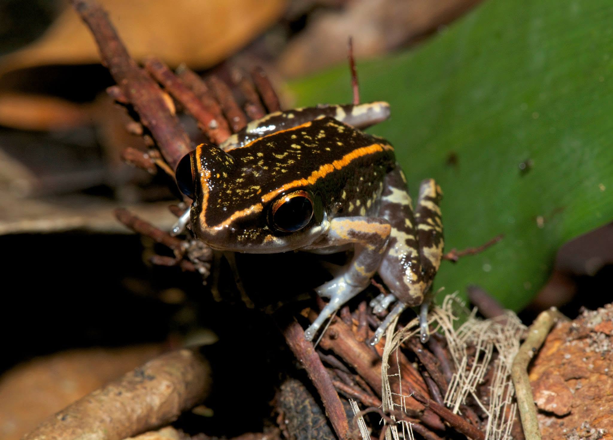 Striped Stream Frog — Borneo wildlife, book, free download, jungle tour, frog, herp tour