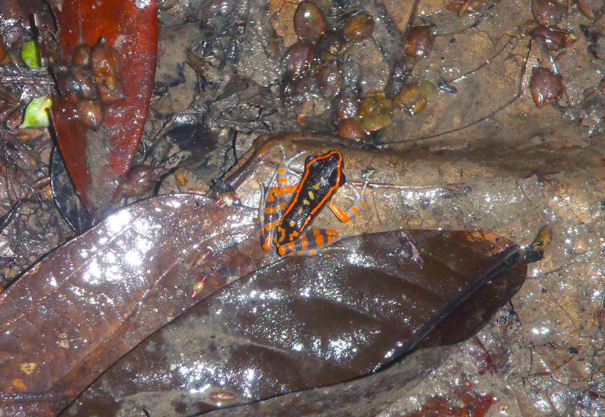 Striped Stream Frog — Borneo wildlife, book, free download, jungle tour, frog, herp tour
