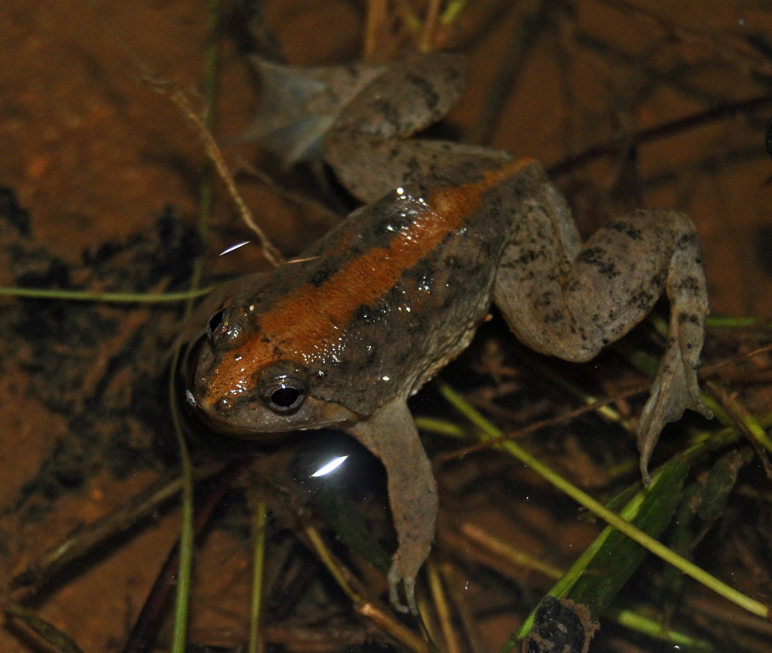 Sumatran Puddle Frog — Borneo wildlife, book, free download, jungle tour, frog, herp tour