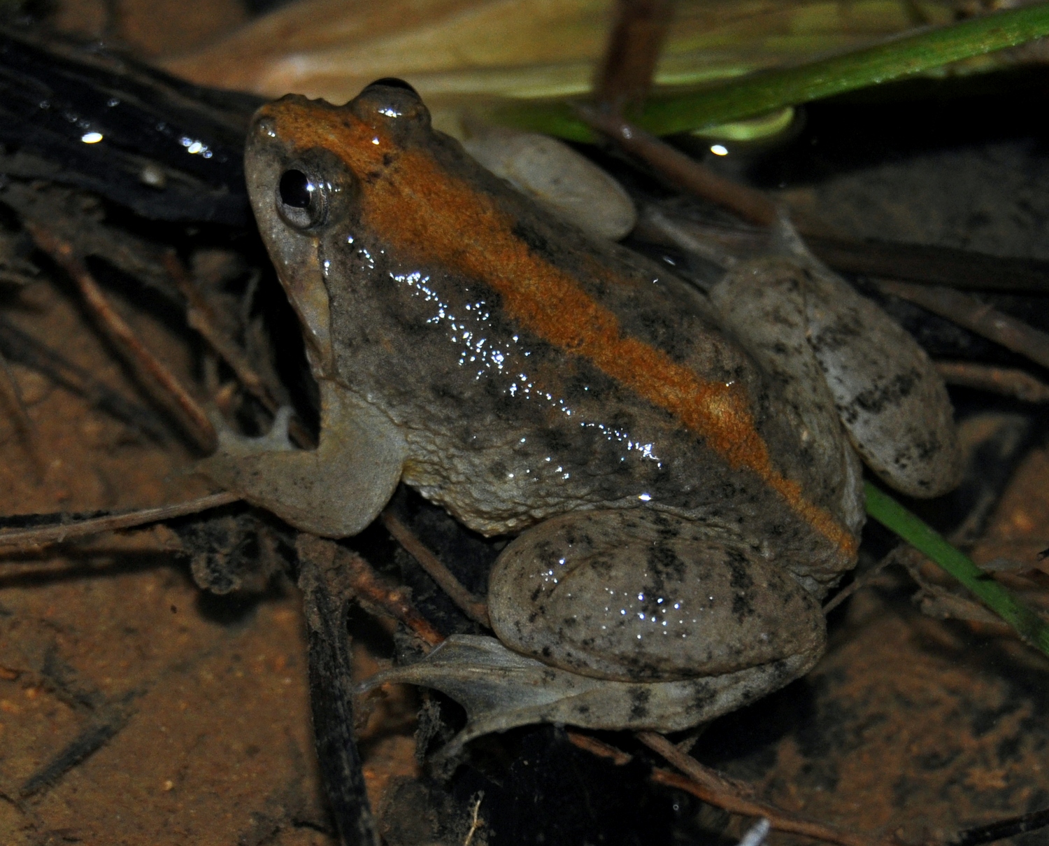 Sumatran Puddle Frog — Borneo wildlife, book, free download, jungle tour, frog, herp tour