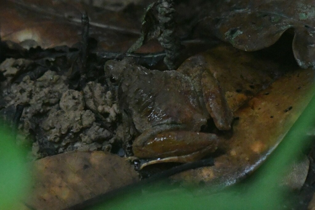 Sundaic Narrow-mouthed Frog — Borneo wildlife, book, free download, jungle tour, frog, herp tour