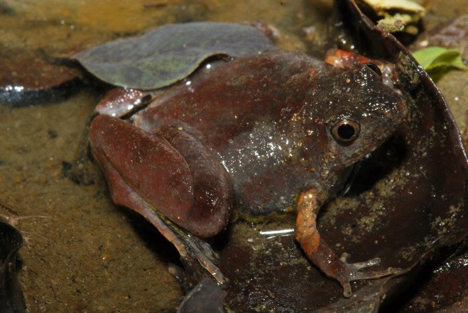 Sundaic Narrow-mouthed Frog — Borneo wildlife, book, free download, jungle tour, frog, herp tour
