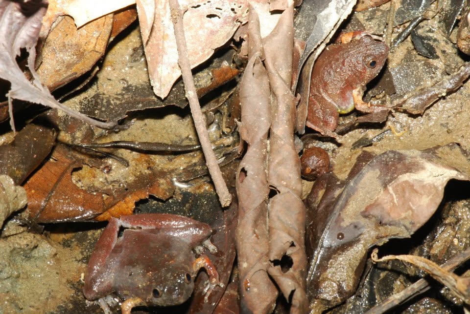 Sundaic Narrow-mouthed Frog — Borneo wildlife, book, free download, jungle tour, frog, herp tour