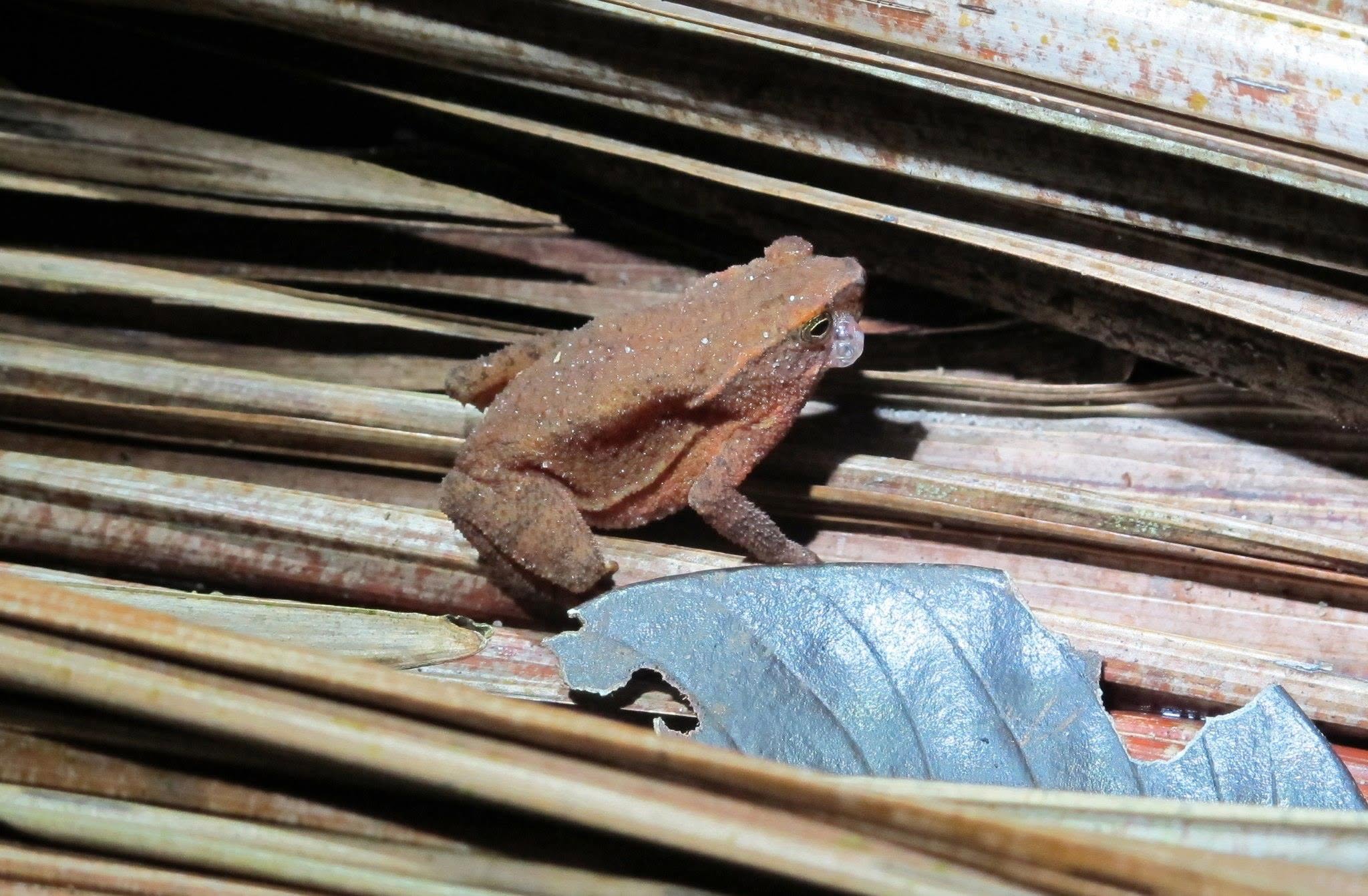 Swamp Toad — Borneo wildlife, book, free download, jungle tour, frog, herp tour