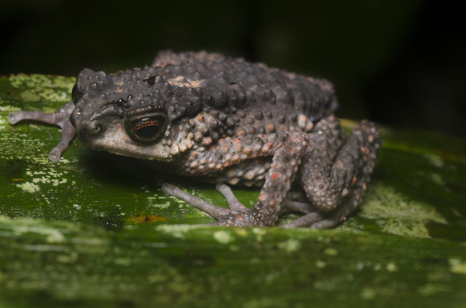 Swamp Toad — Borneo wildlife, book, free download, jungle tour, frog, herp tour