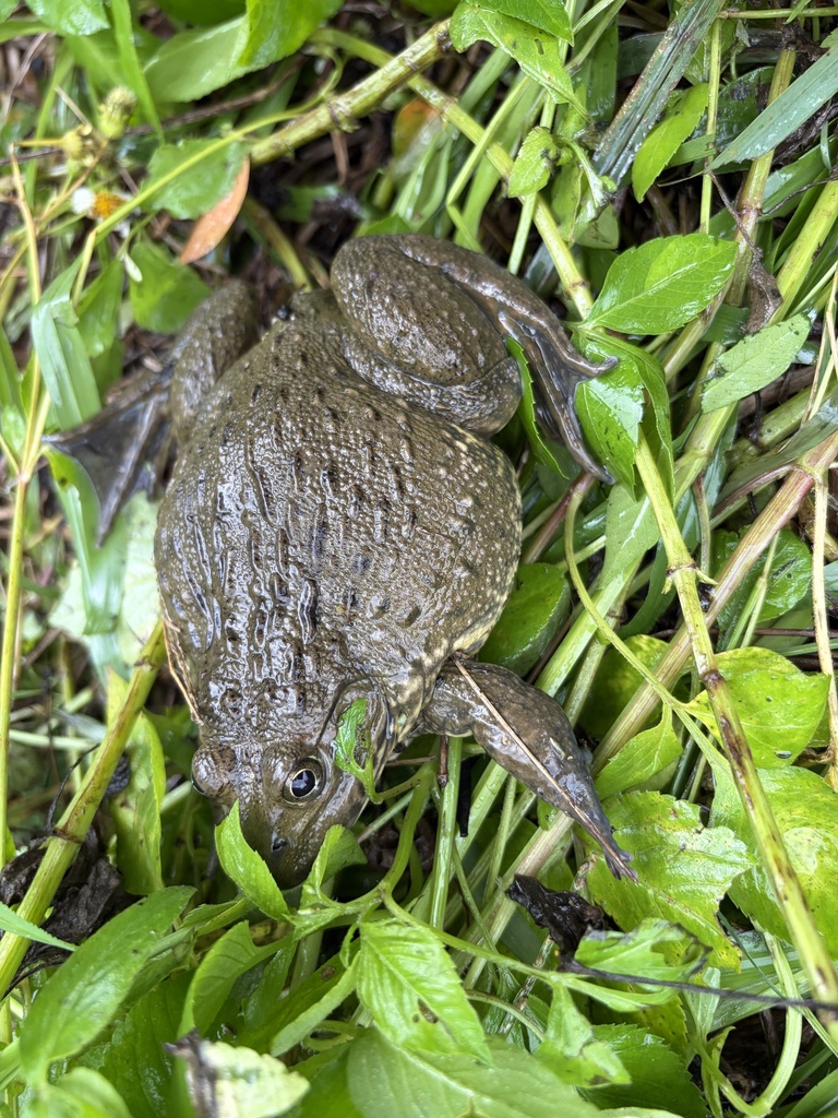 Taiwanese Frog — Borneo wildlife, book, free download, jungle tour, frog, herp tour