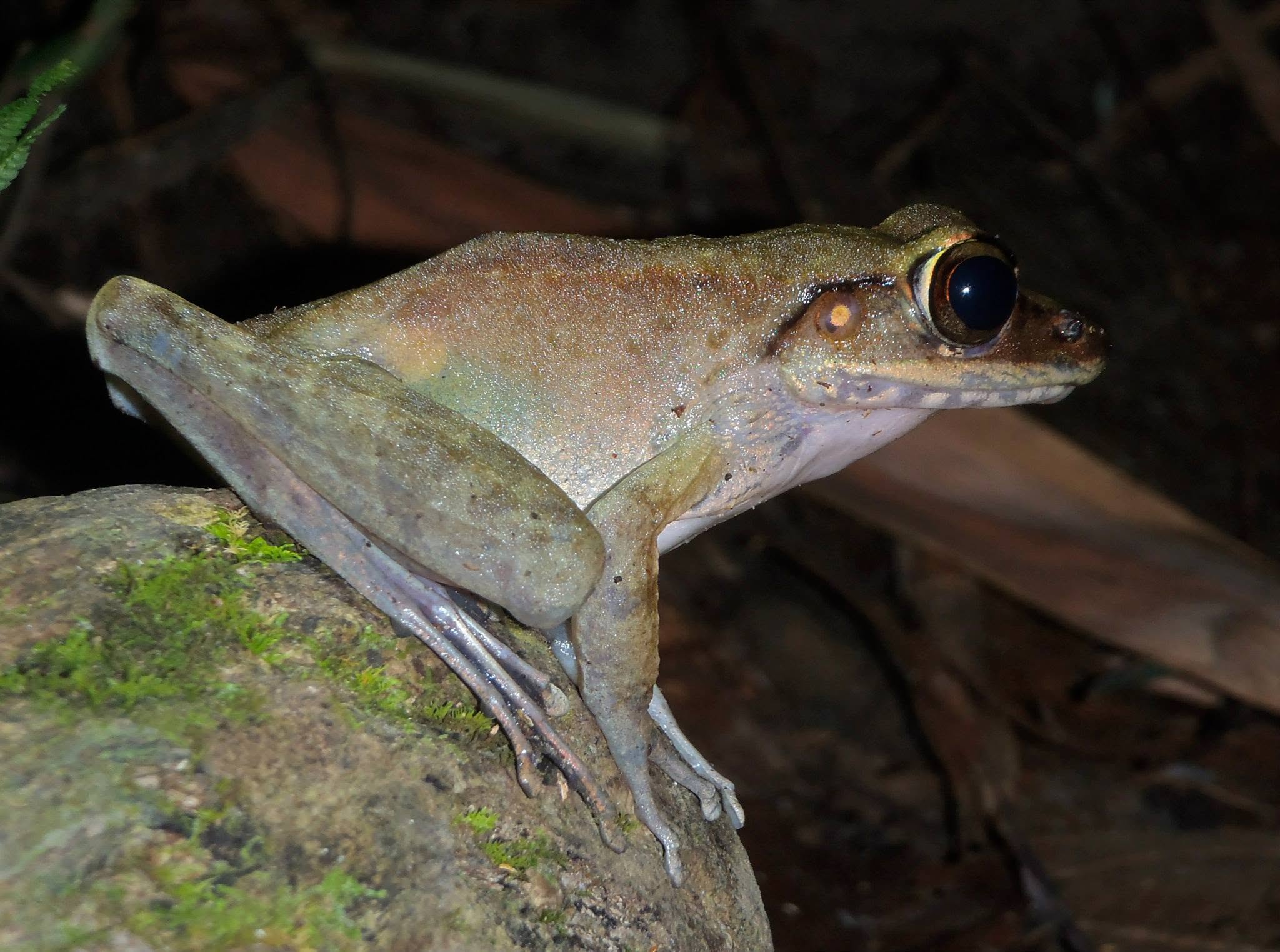 Torrent Frog (sp.) — Borneo wildlife, book, free download, jungle tour, frog, herp tour