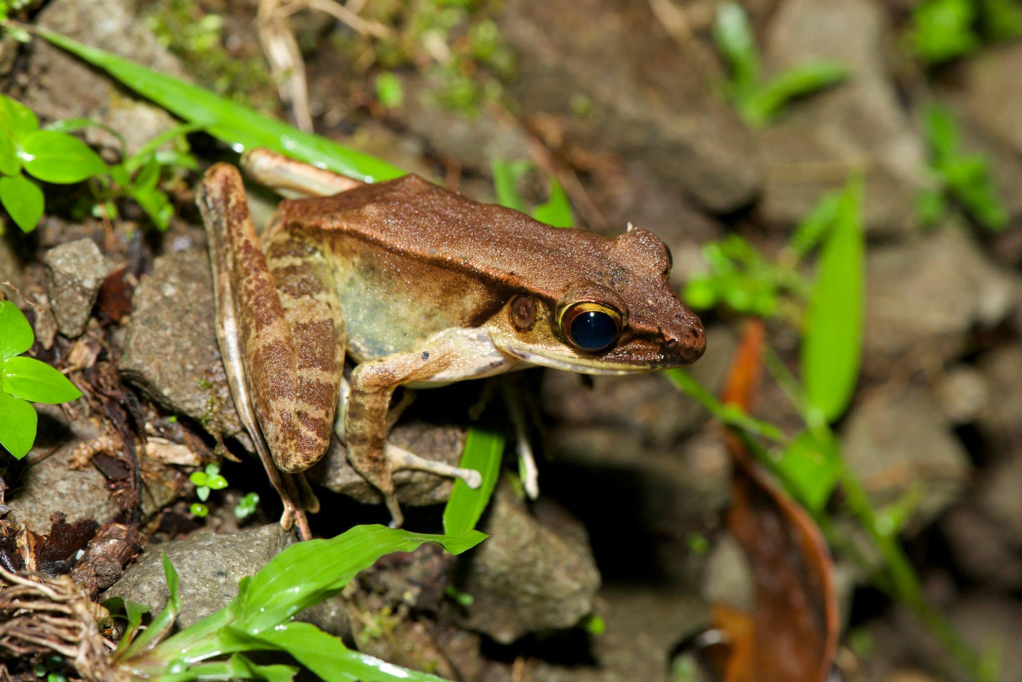 Torrent Frog (sp.) — Borneo wildlife, book, free download, jungle tour, frog, herp tour