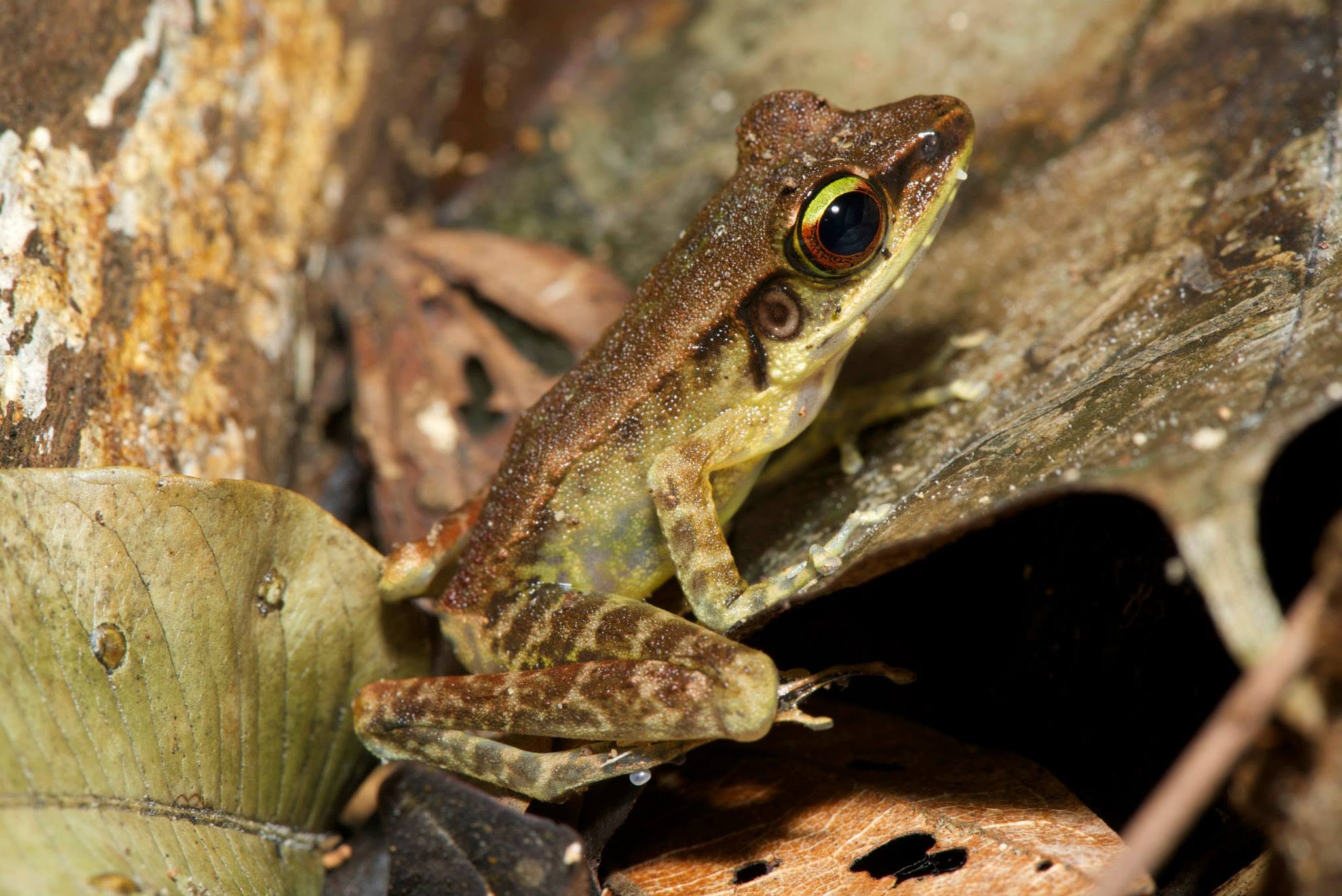 Torrent Frog (sp.) — Borneo wildlife, book, free download, jungle tour, frog, herp tour
