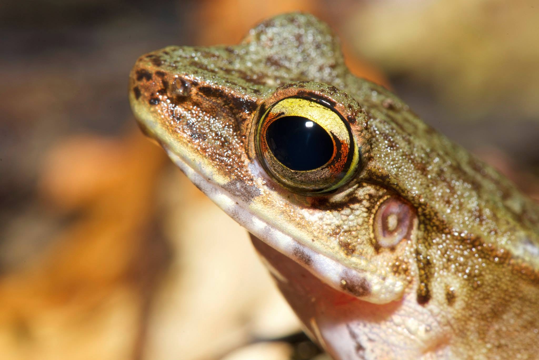 Torrent Frog (sp.) — Borneo wildlife, book, free download, jungle tour, frog, herp tour