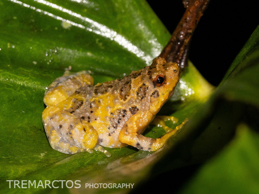 Tree Hole Frog — Borneo wildlife, book, free download, jungle tour, frog, herp tour