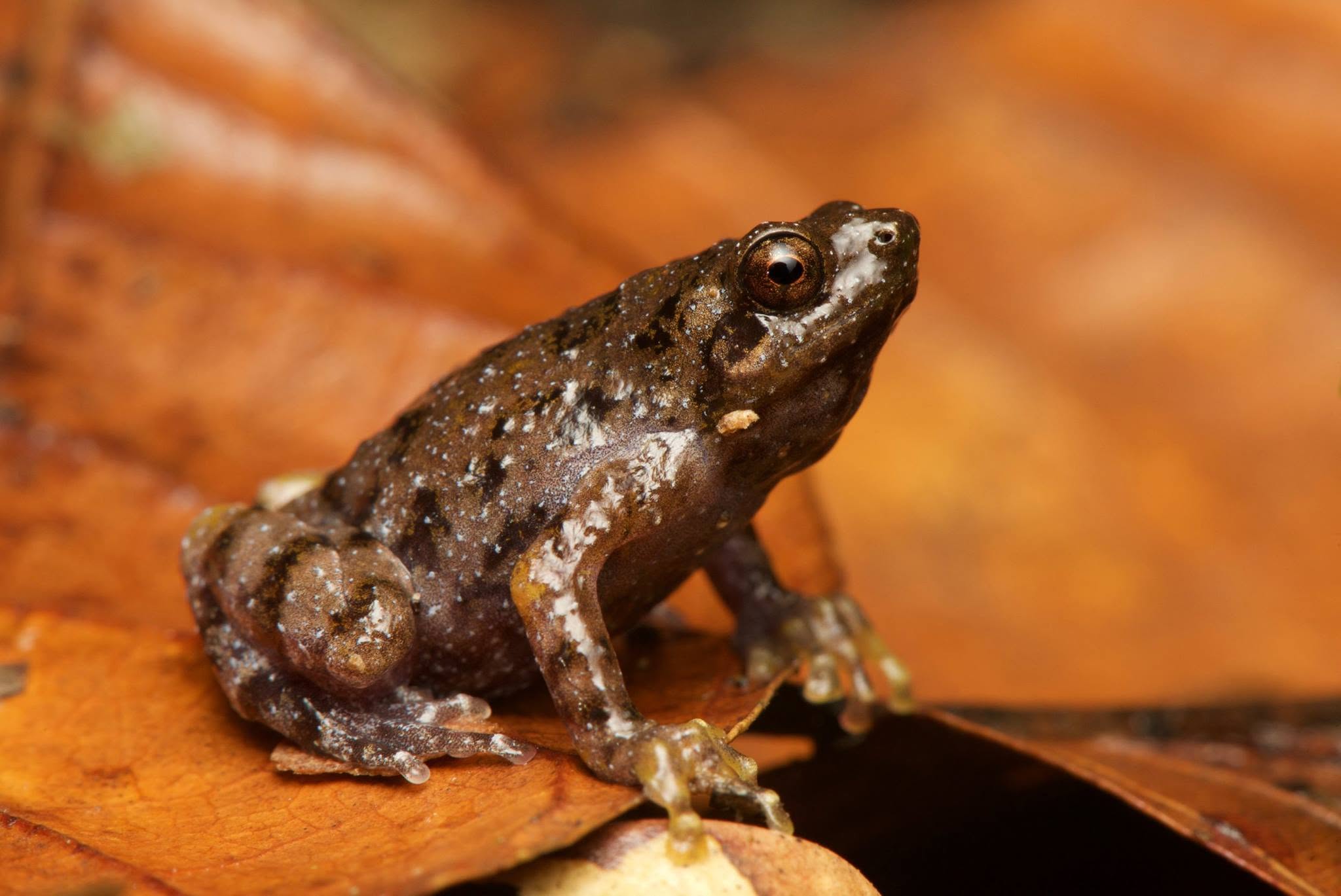 Tree Hole Frog — Borneo wildlife, book, free download, jungle tour, frog, herp tour