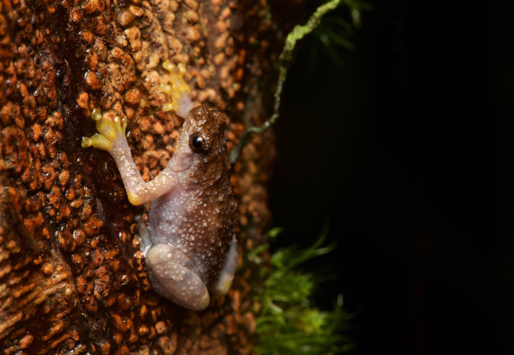 Tree Hole Frog — Borneo wildlife, book, free download, jungle tour, frog, herp tour