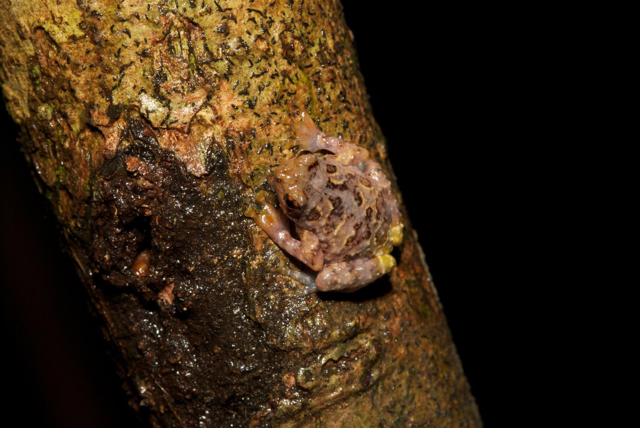 Tree Hole Frog — Borneo wildlife, book, free download, jungle tour, frog, herp tour