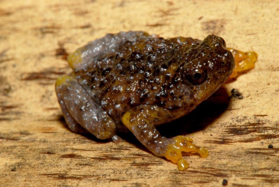 Tree Hole Frog — Borneo wildlife, book, free download, jungle tour, frog, herp tour