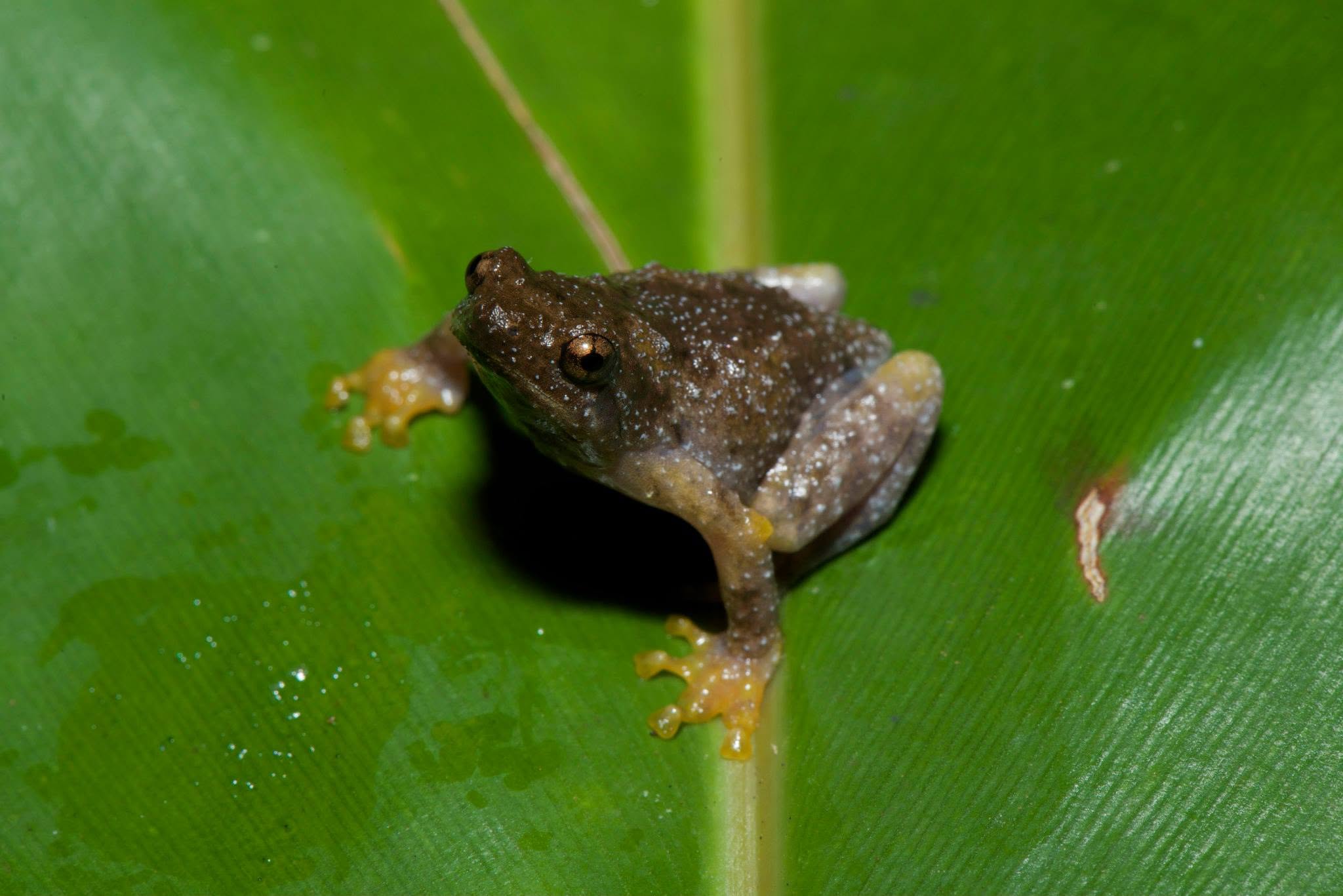 Tree Hole Frog — Borneo wildlife, book, free download, jungle tour, frog, herp tour