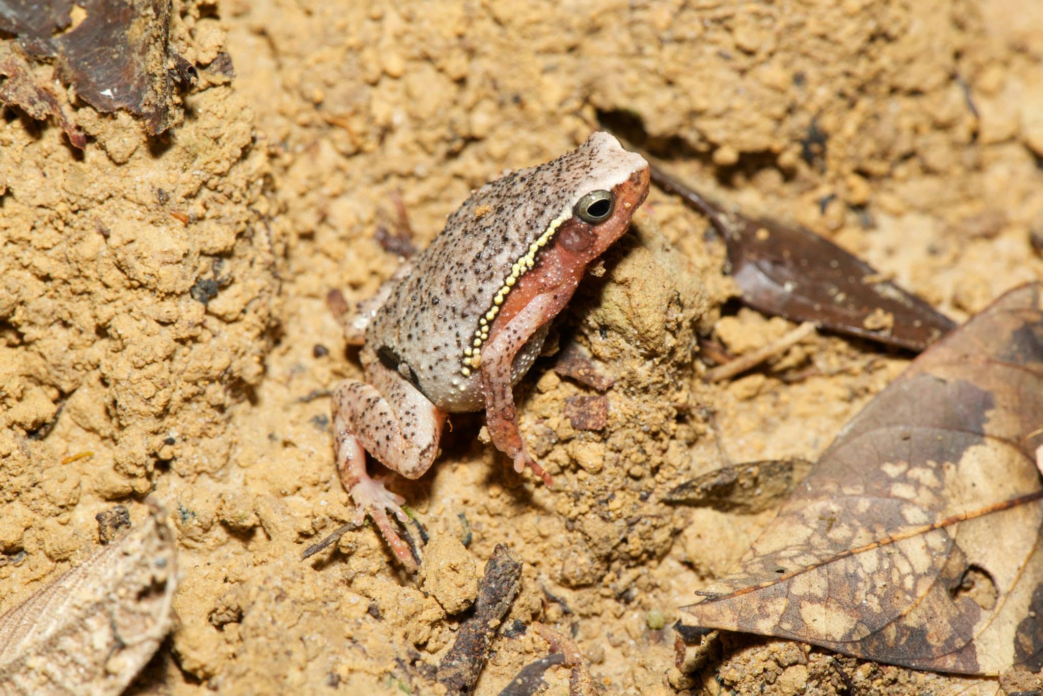 Variable Sticky Frog — Borneo wildlife, book, free download, jungle tour, frog, herp tour