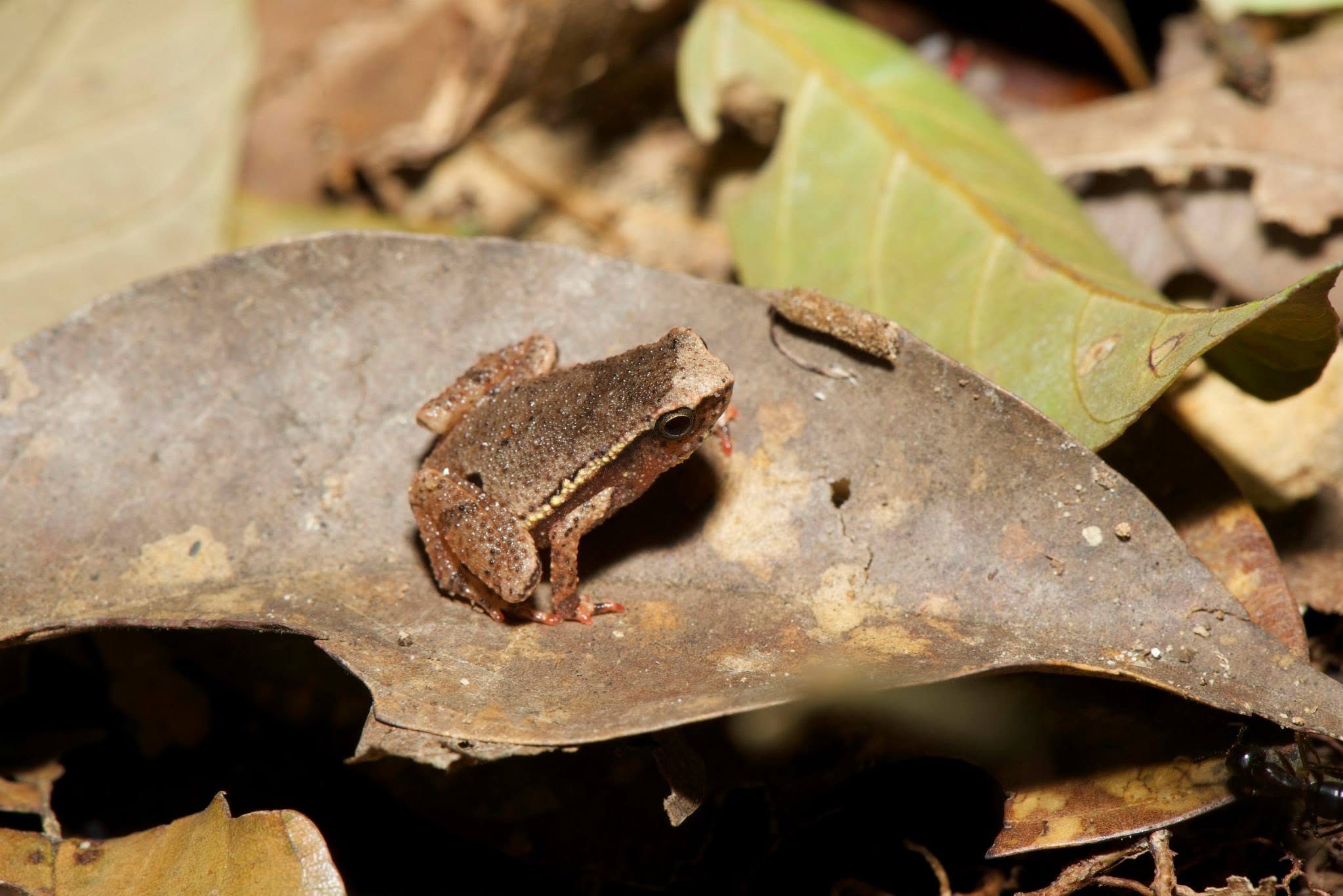 Variable Sticky Frog — Borneo wildlife, book, free download, jungle tour, frog, herp tour