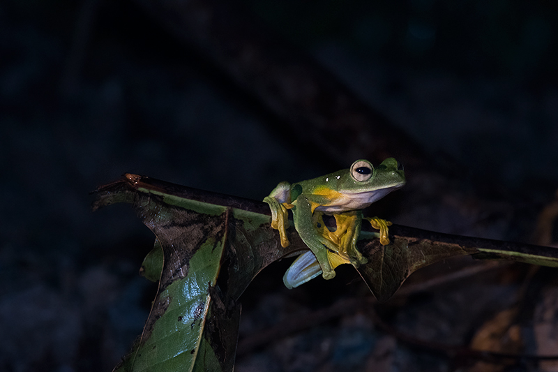Wallace's Flying Frog — Borneo wildlife, book, free download, jungle tour, frog, herp tour