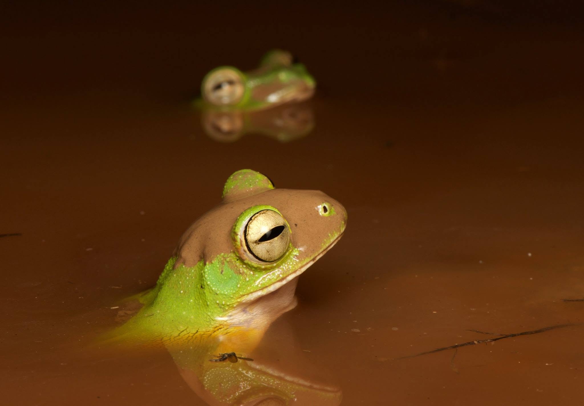 Wallace's Flying Frog — Borneo wildlife, book, free download, jungle tour, frog, herp tour